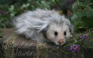 Gunner- Dark Grey Umbrous Longhaired Male Syrian Hamster